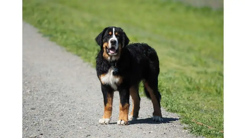 Lifespan Of A Bernese Mountain Dog3.webp